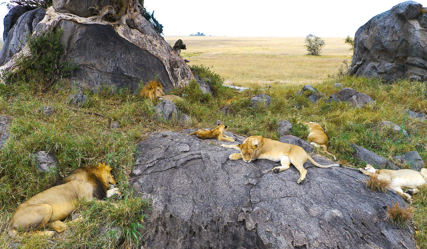 a pride of lion in serengeti