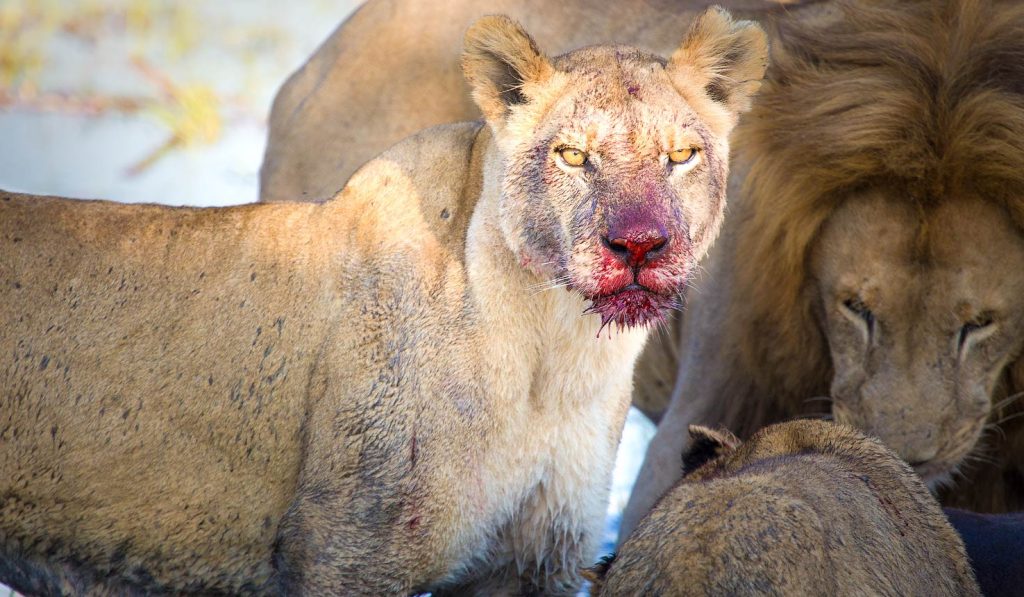 01ATR020206-IM0001-best-locations-for-lions-in-africa-1475