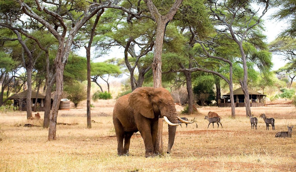 01TN91-IM0601-tarangire-safari-1475