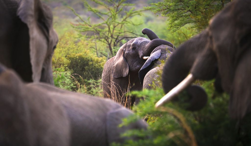 spotting the elephants on an african safari