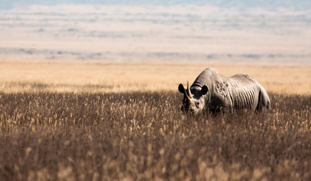 02TN61-IM0202-ngorongoro-crater-safari-1475