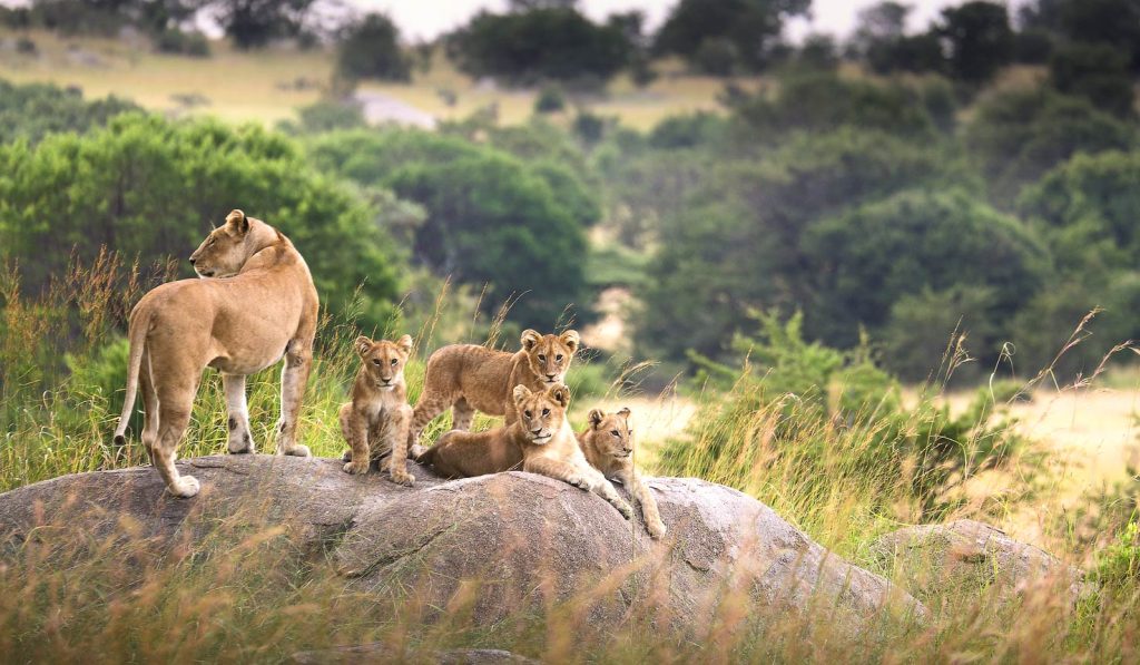 lioness and her cubs in serengeti