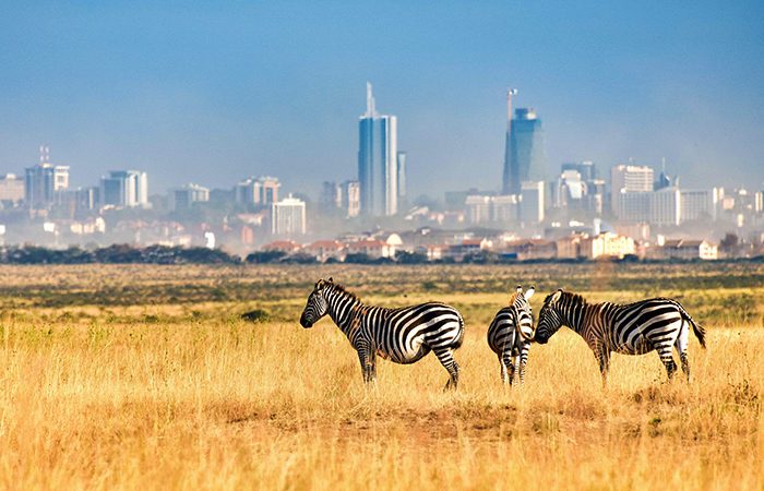 Zebras at Nairobi National Park