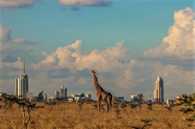 spotting the giraffe against the Nairobi Skyline