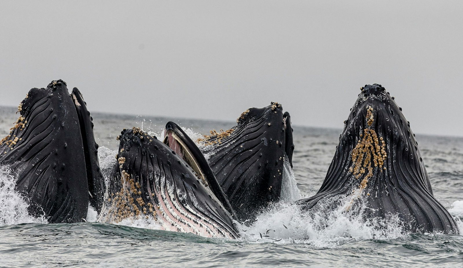 Read more about the article Whale Migration in Kenya