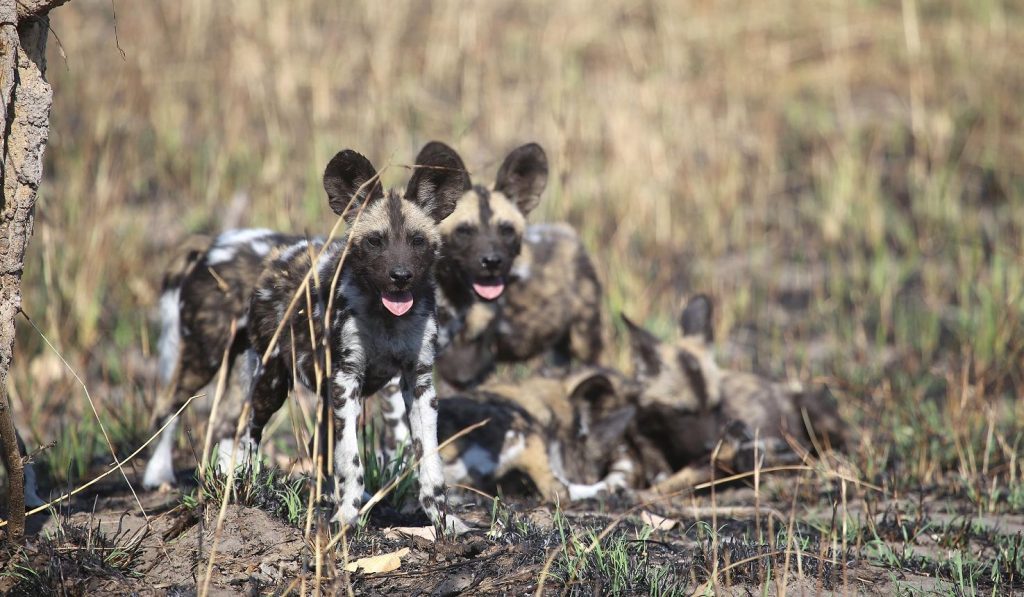Spotting the African wild dogs on a safari in Africa