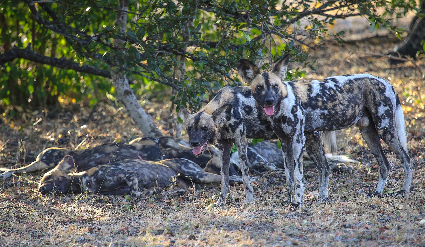 Spotting the African Wild Dogs on a safari in Tanzania