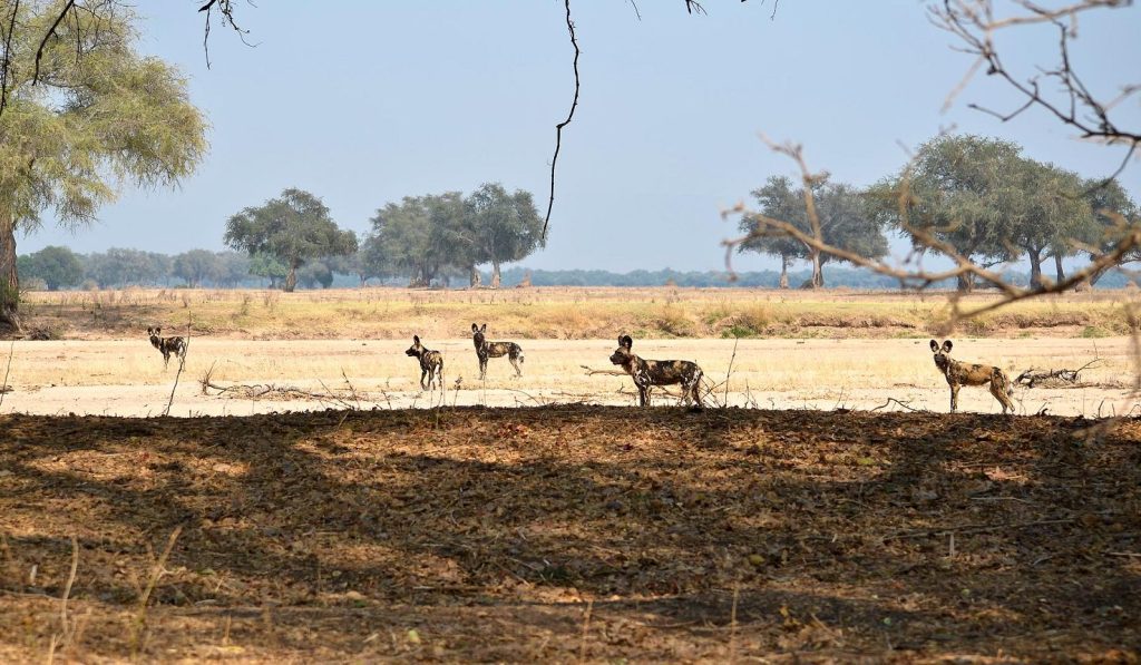 Africa Wild Dogs preparing to go on a hunt