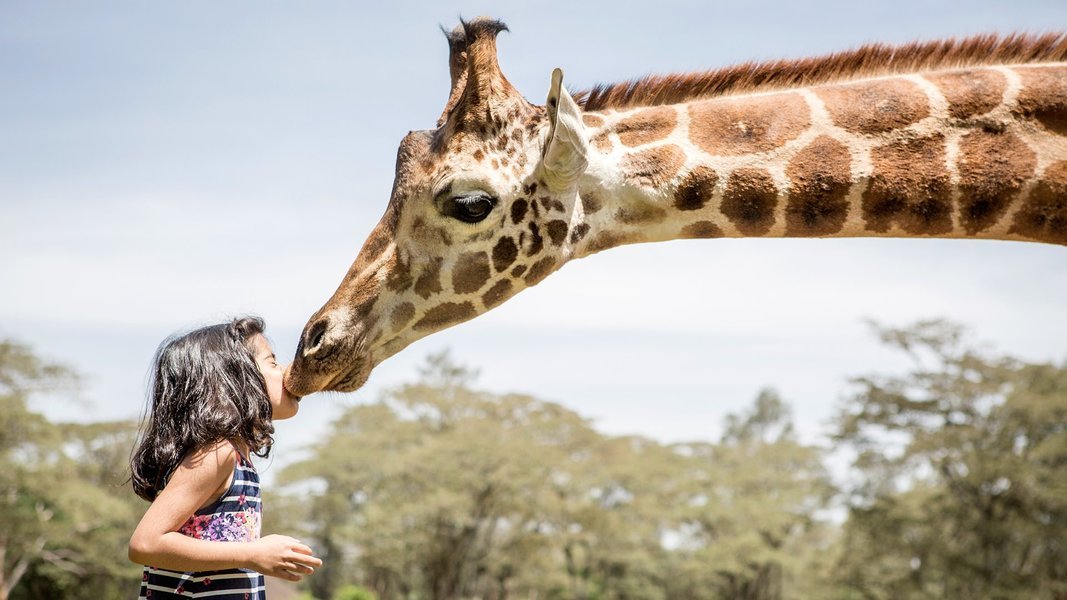 A young girl interacting with a Giraffe in Nairobi
