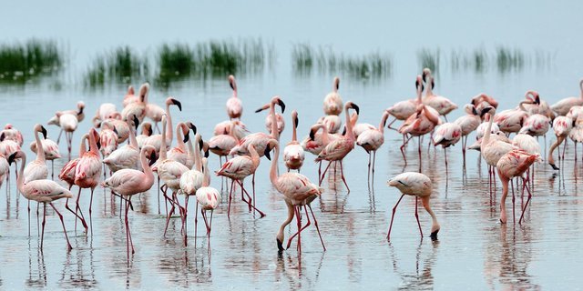 The Lake Regions - Collection