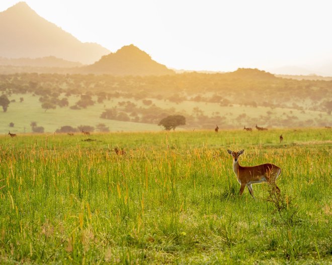 Best Safari Lodges and Camps in Uganda - Collection