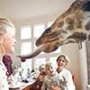 Feeding the giraffes at Giraffe Manor in Nairobi