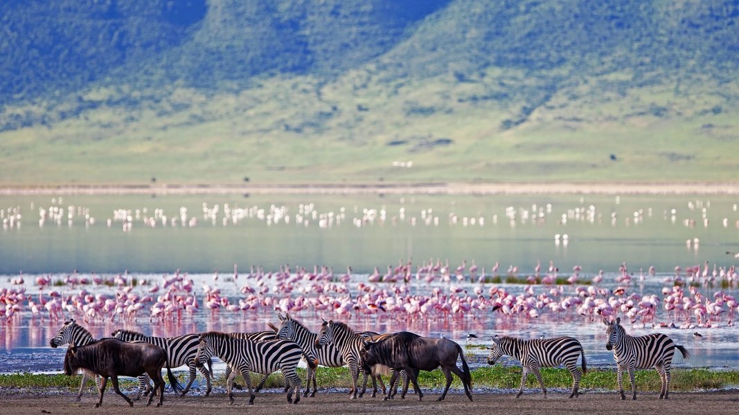 Spotting wildlife at Ngorongoro Crater's floor