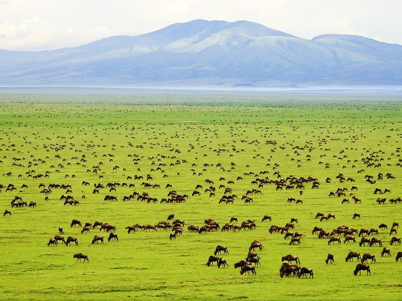 Wildlife viewing at Saadani National Park