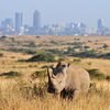 Game drives inside Nairobi National Park, spotting the black rhino with Nairobi's skyline on the background