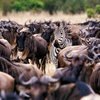 Wildebeests and zebras at the Masai Mara National Reserve