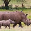 Rhina and her calf at Lake Nakuru National Park