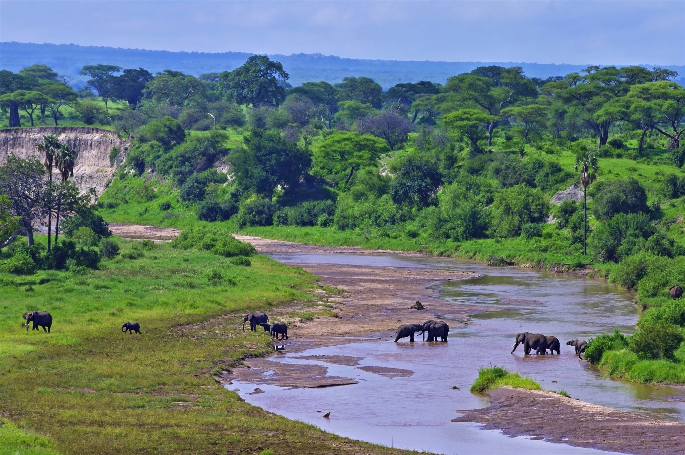 Elephants on the river and other wildlife at Tarangire National Park