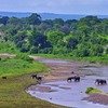 Elephants on the river and other wildlife at Tarangire National Park