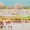 Birdlife and wildlife at Lake Manyara National  Park