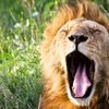 Spotting the lion at Katavi National Park in Tanzania