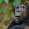 Encounter primates with up close interaction at Gombe Stream National Park