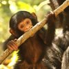New born chimpanzee at Mahale Mountain National Park