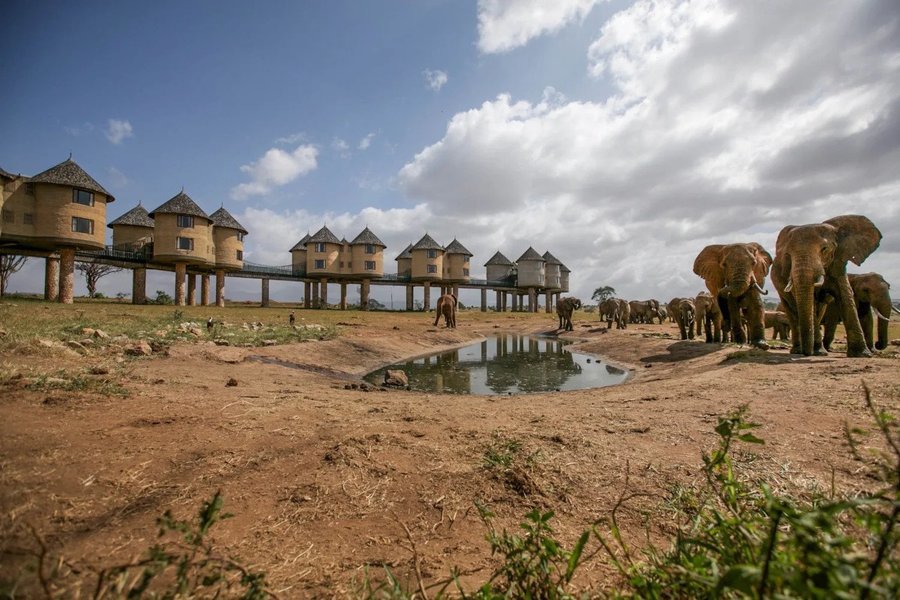 Elephants drinking water with view of Saltlick Safari Lodge
