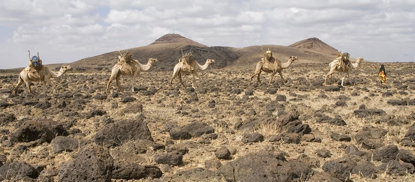 Camels trekking through Chalbi Desert