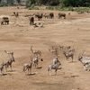 WIldlife at Samburu National Reserve in Kenya