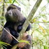 Spot unique primates at Gishwati Mukura National Park in Rwanda