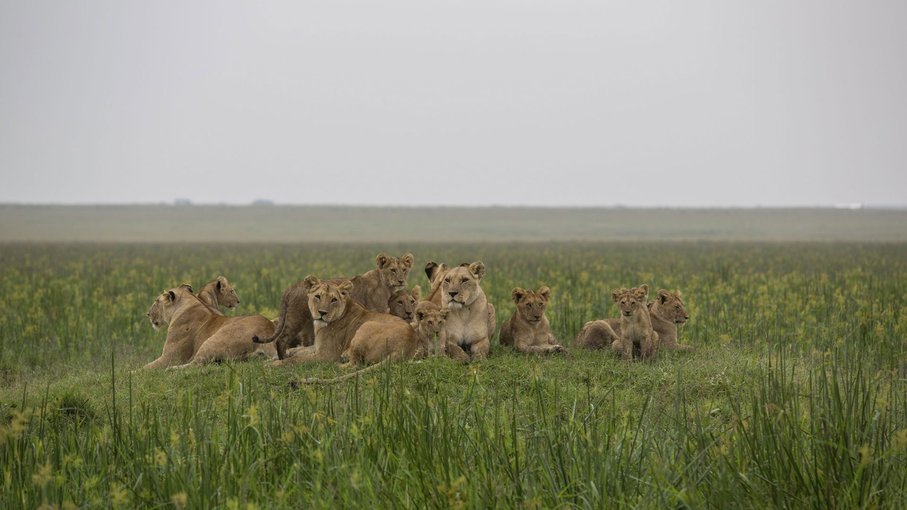 A pride of lions at Kidepo Valley National Park