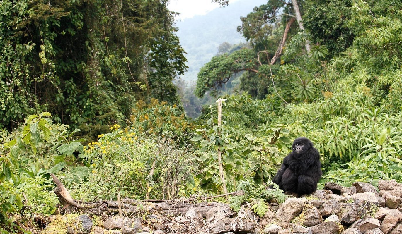 National Parks and Game Reserves in Rwanda - Collection National Parks and Game Reserves in Rwanda - Collection
