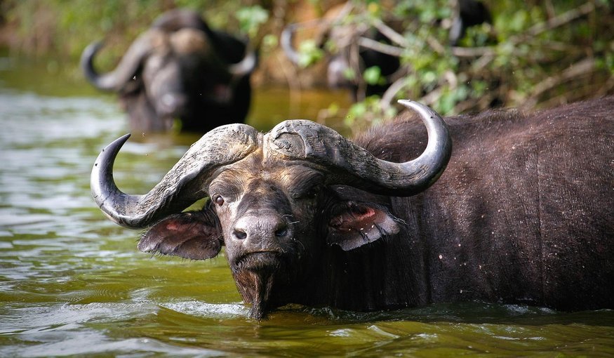 Buffalos taking a swim at Lake Mburo National Park