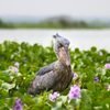 Shoebill stork at Semuliki National Park