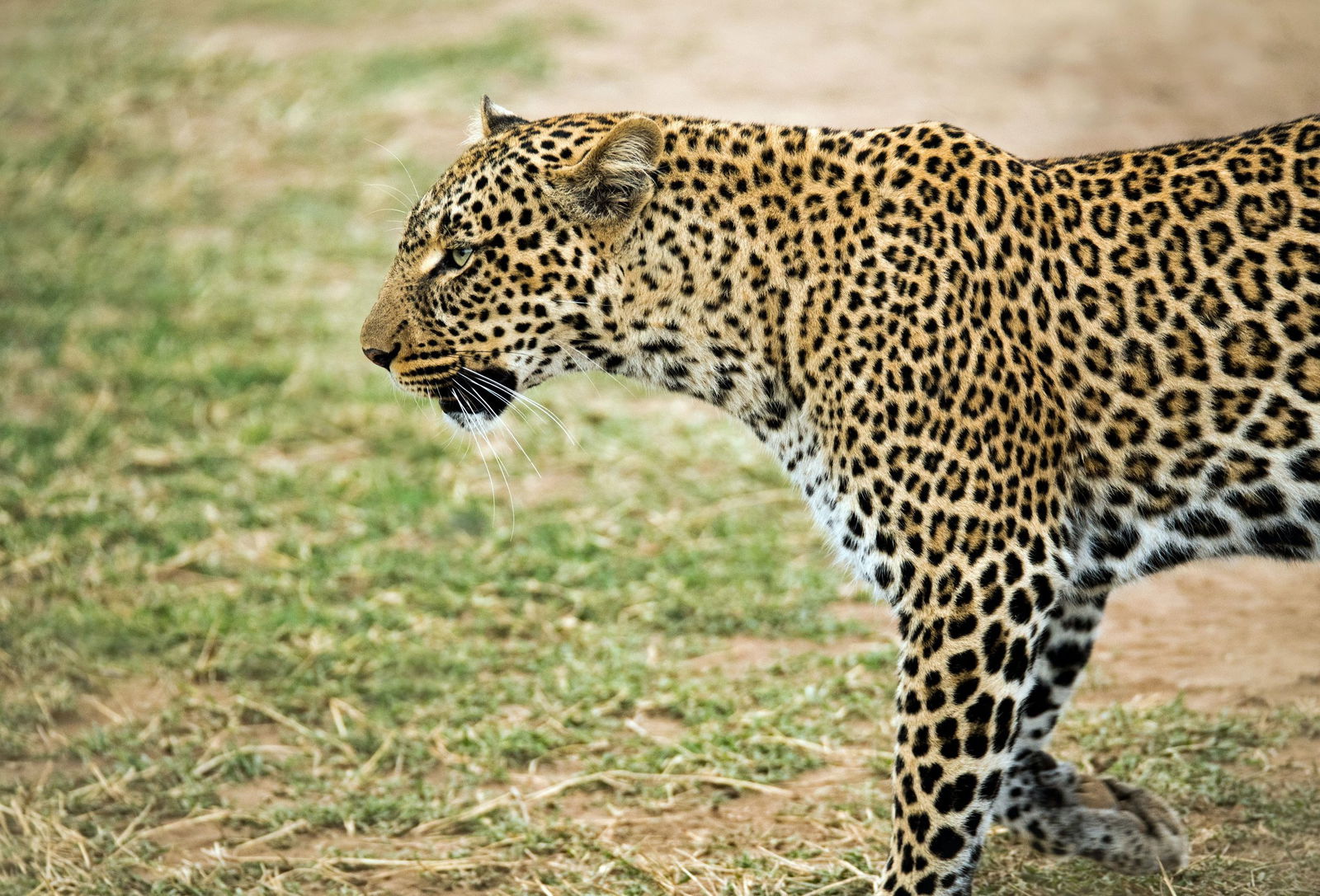 Maasai Mara es uno de los mejores lugares para ver leopardos y otros cinco grandes como leones, rinocerontes, elefantes y búfalos