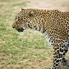 Maasai Mara es uno de los mejores lugares para ver leopardos y otros cinco grandes como leones, rinocerontes, elefantes y búfalos