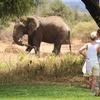 Spotting the elephant from the main area at Tawi Lodge