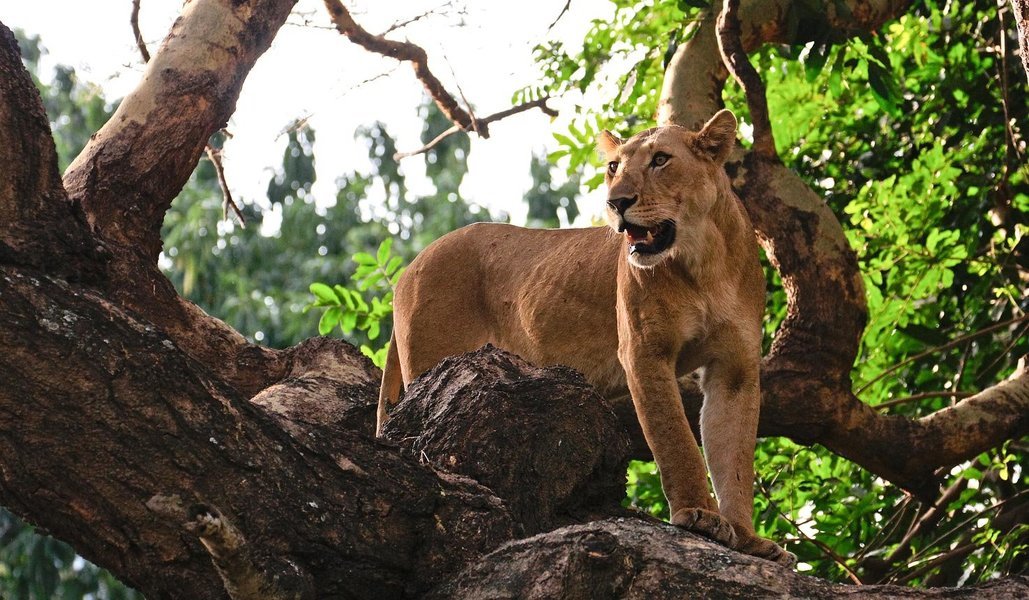 The tree-climbing lions of Lake Manyara National  Park