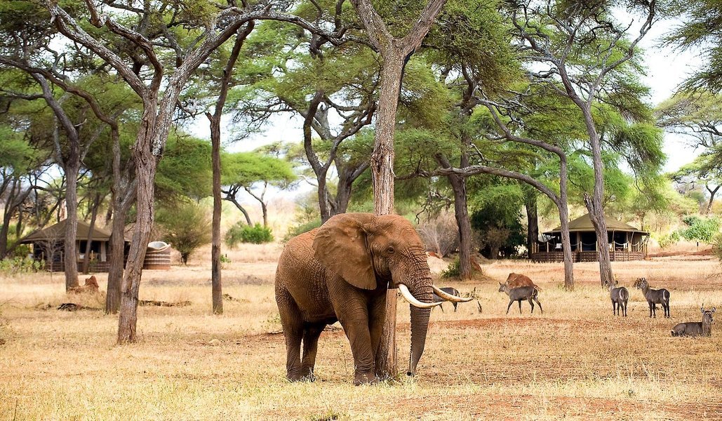 Elephant and other wildlife at Tarangire National Park