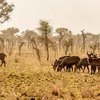 Wildlife at Pian Upe Wildlife Reserve
