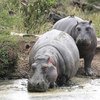 Hippos playing in a pool at Katonga Wildlife Reserve