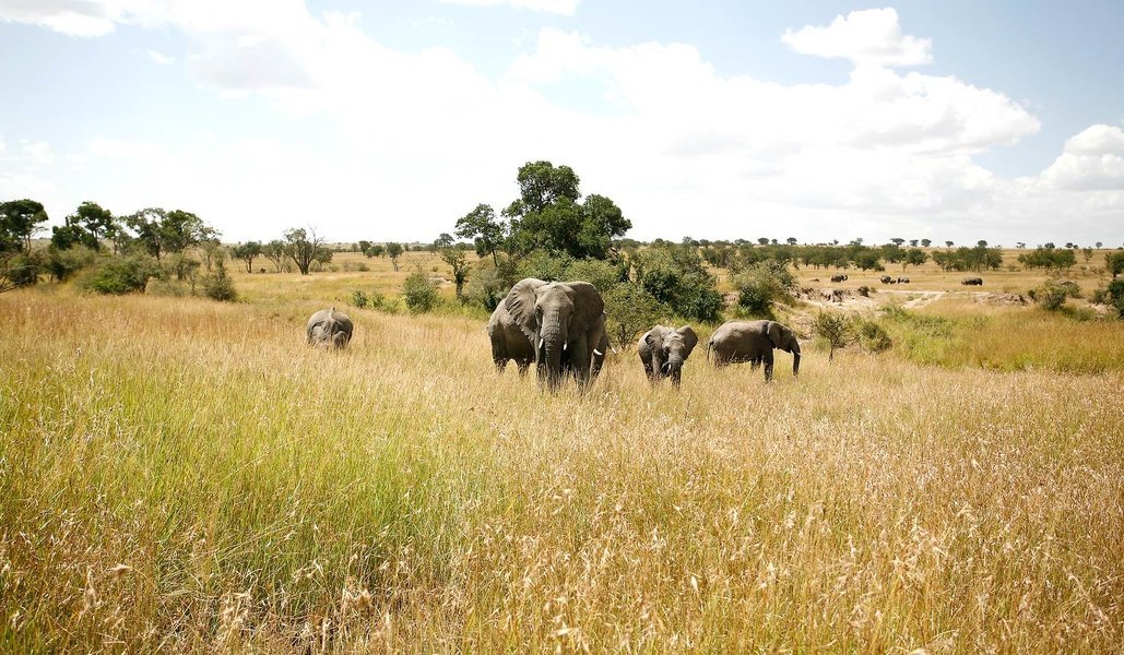 Spotting wildlife on a 4-day tanzania safari