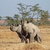 Rhinos at Ol Pejeta Conservancy