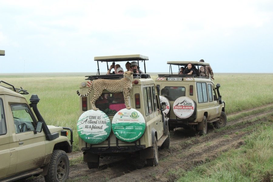 Tanzania Wildlife and Beach Safari - Tour