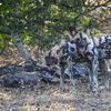 African WIld Dogs in Nyerere National Park, Tanzania