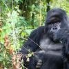 Spotting the gorilla in Rwanda on our 3-day Rwanda Safari