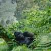 Gorilla Trekking in Uganda