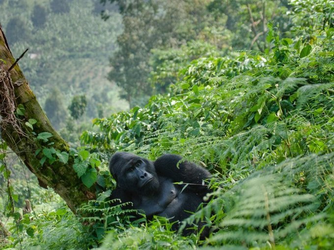 Gorilla Trekking in Uganda