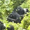 Spotting Mountain Gorilla Family on a Rwanda and Uganda Safari